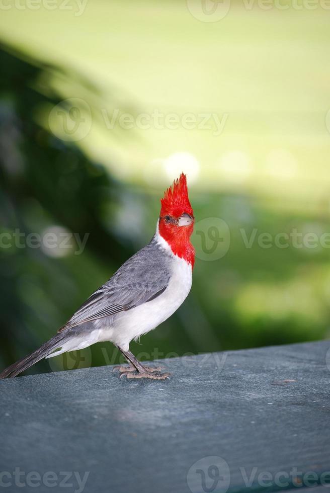 Beautiful Look at Crested Red Cardinal Songbird photo