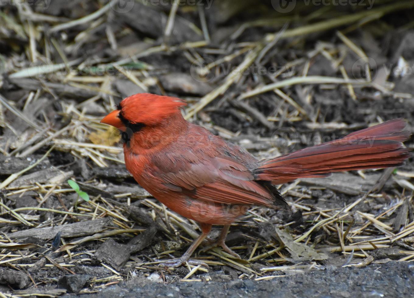 Brillian Red Colored Cardinal Bird Standing on the Ground photo