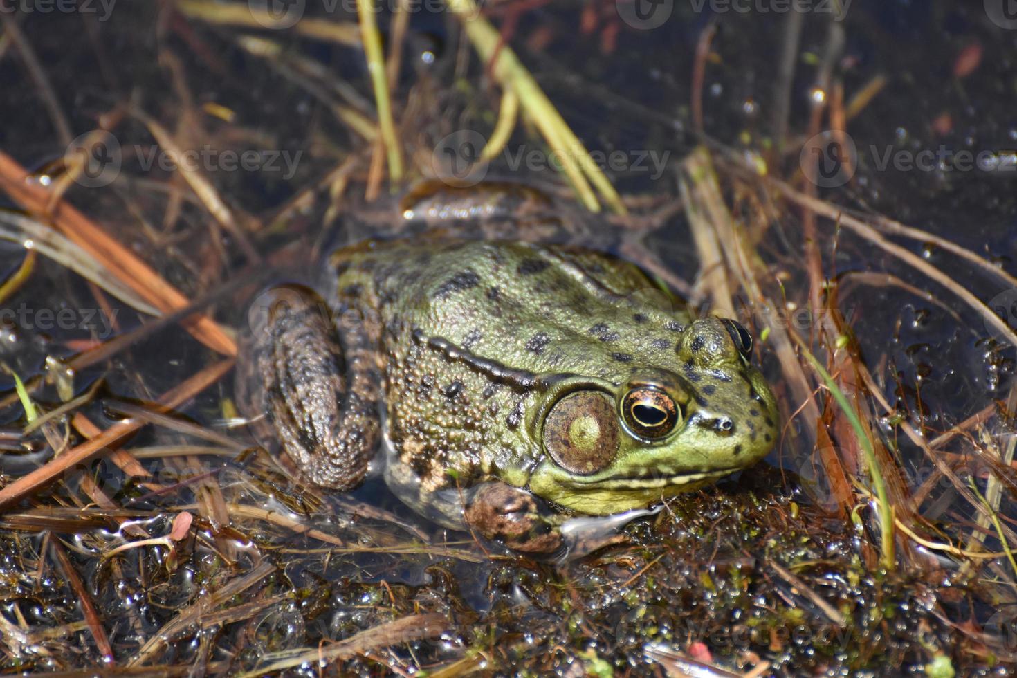 Lumpy Skin on the Back Legs of a Frog photo