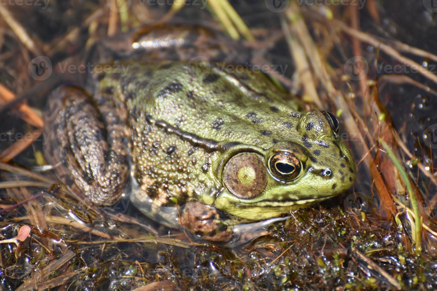 Large Bullfrog in a Wetland Marsh in the Spring photo