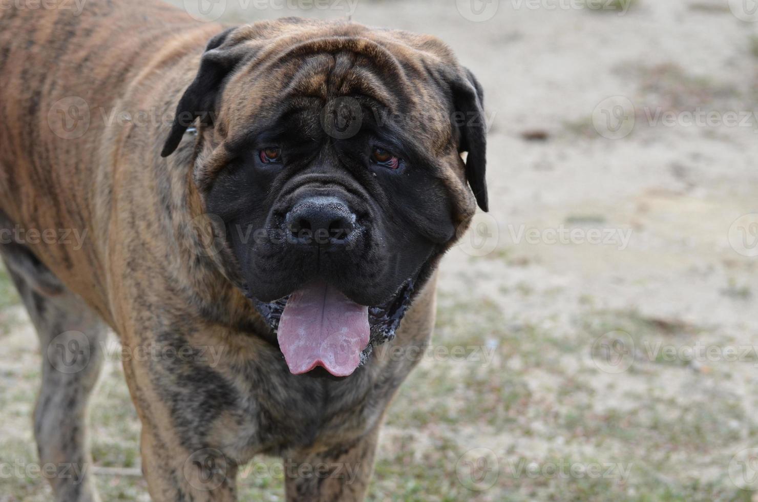 Bullmastiff boca arriba de cerca foto