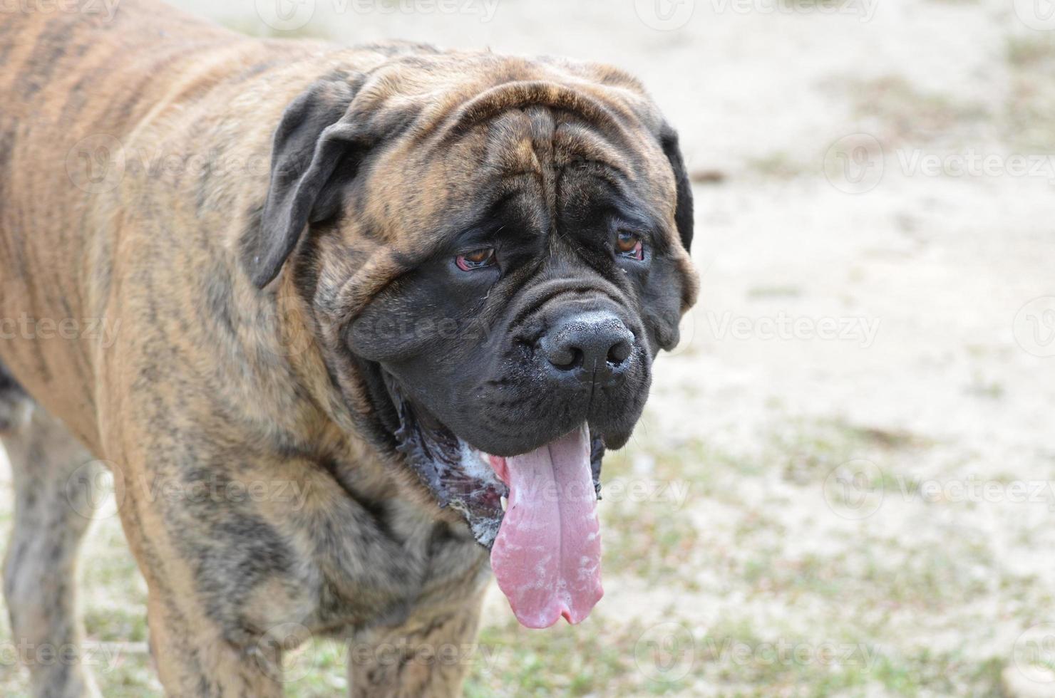 perro bullmastiff atigrado con una lengua grande foto