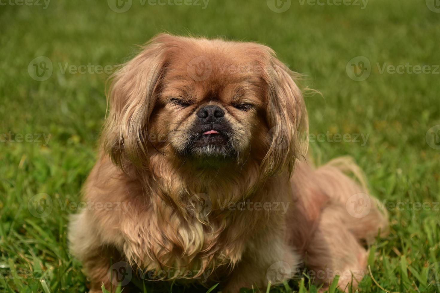 Pekingese Dog with His Eyes Closed and Tongue Out photo