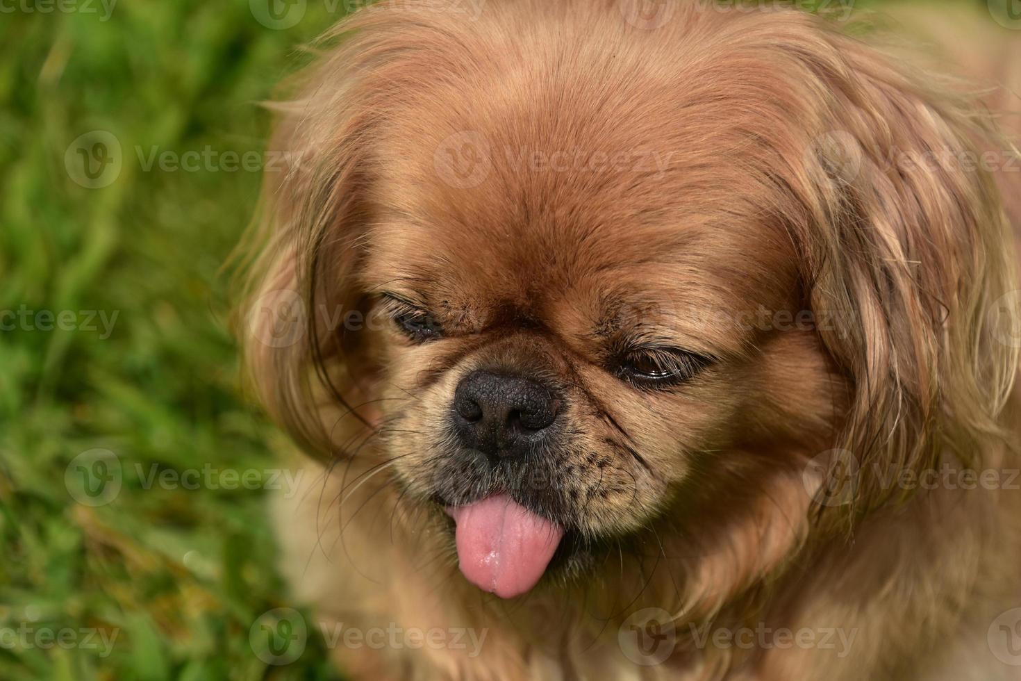 Pekingese Dog Sticking out it's Pink Tongue photo