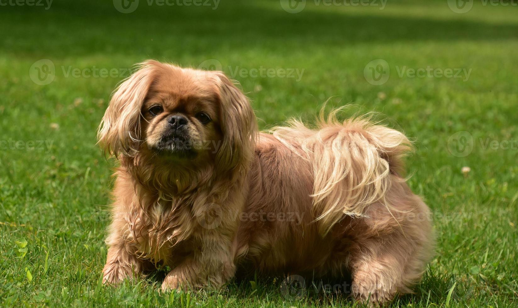 Cute and Fluffy Ginger Pekingese Puppy Dog photo