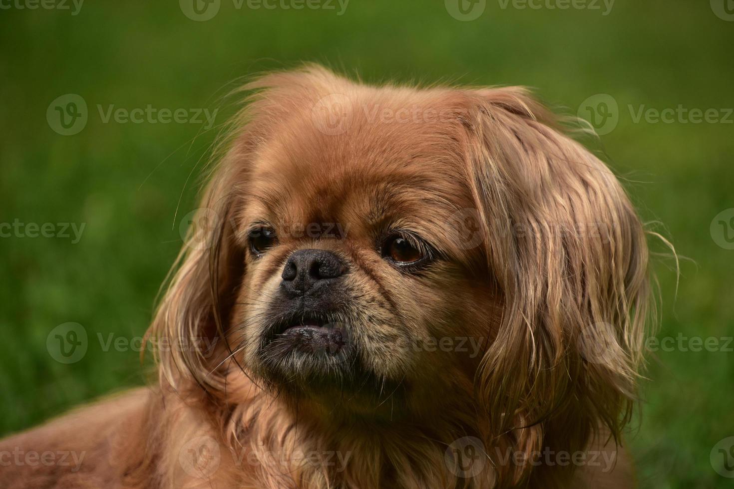 Solemn and Serious Expression on the Face of a Pekingese Dog photo