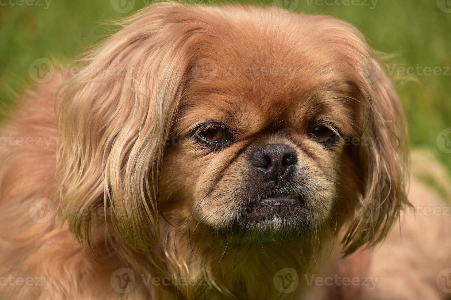 Looking Into the Face of a Ginger Pekingese Dog photo