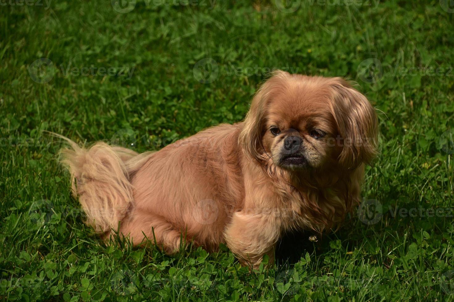 Beautiful Pekingese Dog Sitting in a Yard photo