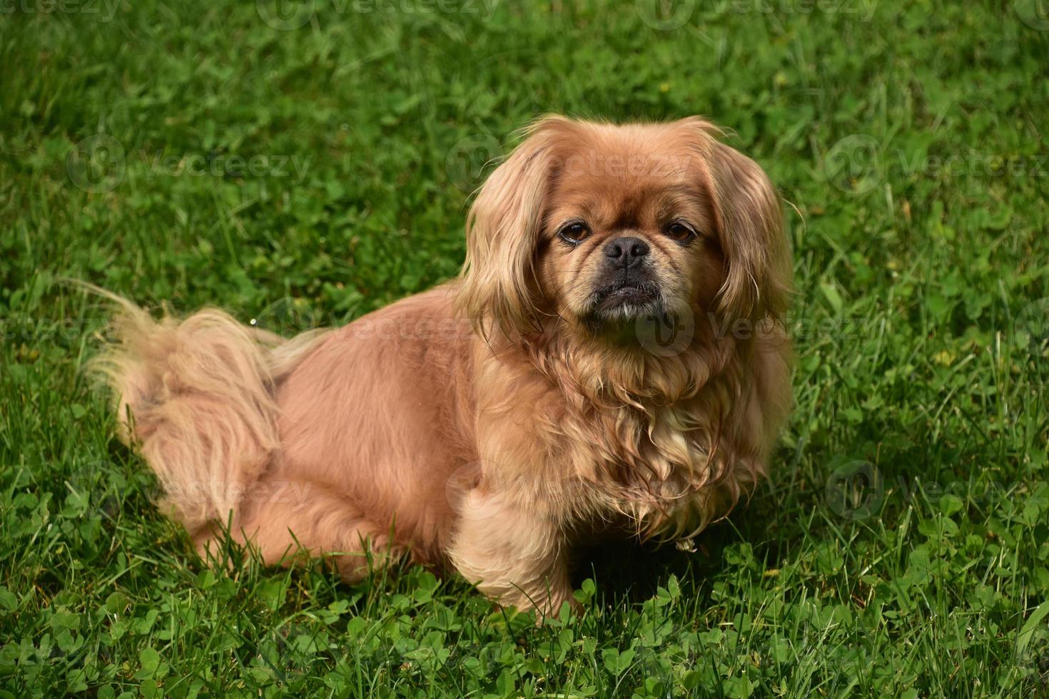 Looking Directly into the Face of a Pekingese Dog photo
