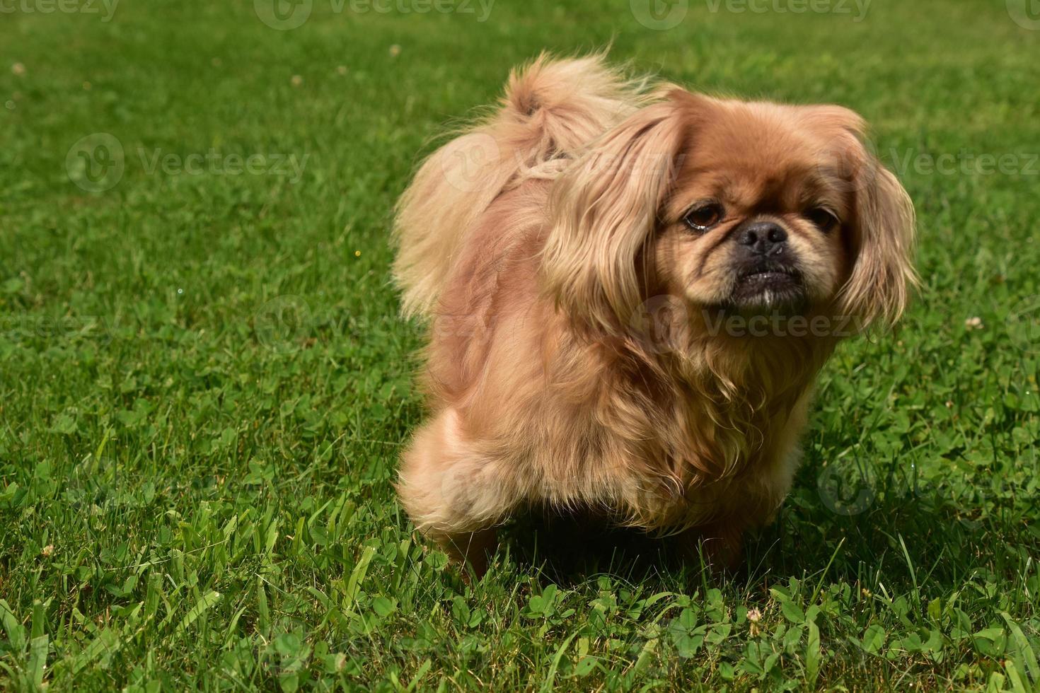Playful Ginger Pekingese Dog Outside Playing in Grass photo