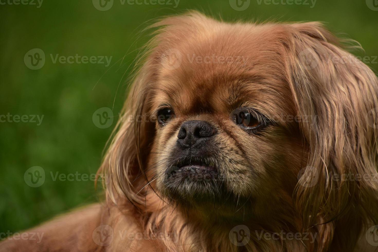 Carmel Colored Pekingese Dog Looking Off in Distance photo