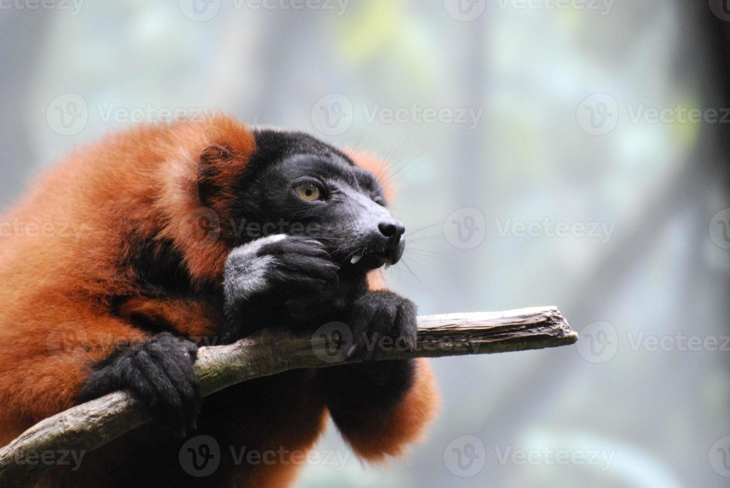 Red Ruffed Lemur with Long Fangs Clinging to a Branch photo