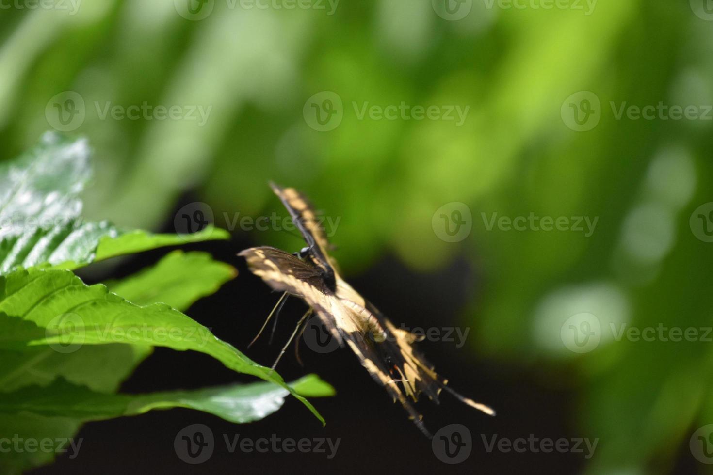 Yellow and Black Swallowtail Butterfly in a Garden photo