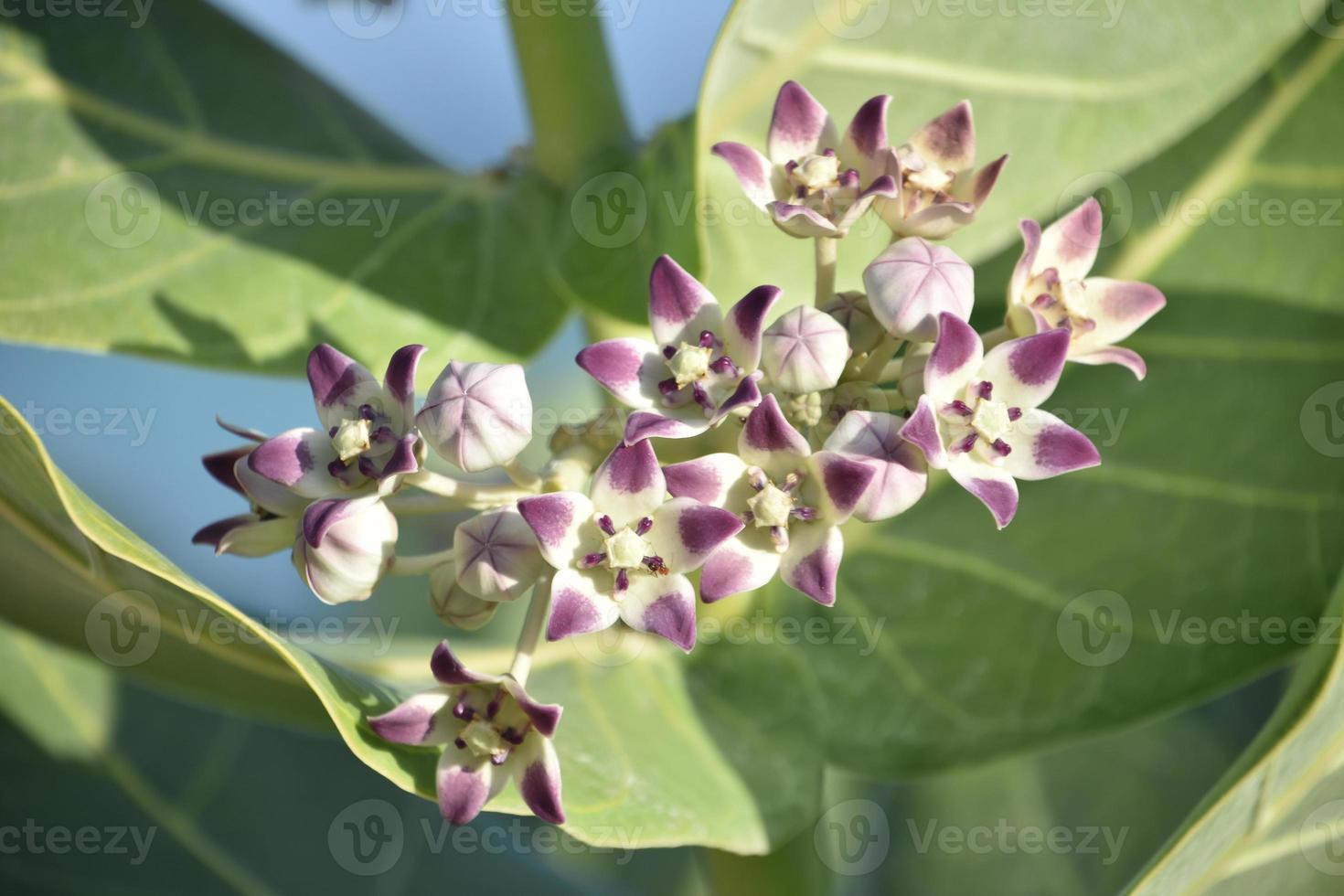 Magníficas flores de asclepias gigantes florecen y brotan foto