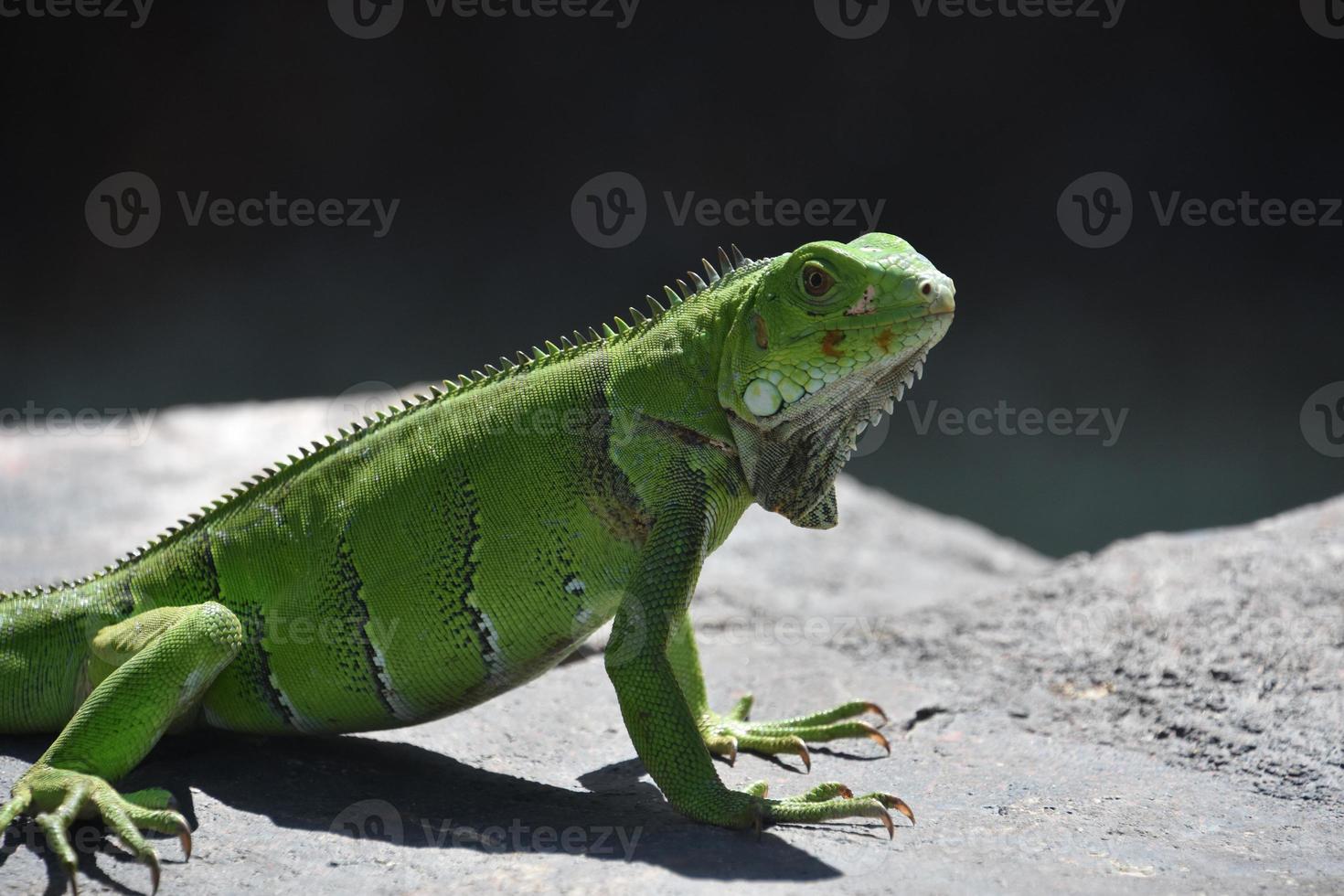 fantástico primer plano de una iguana verde foto