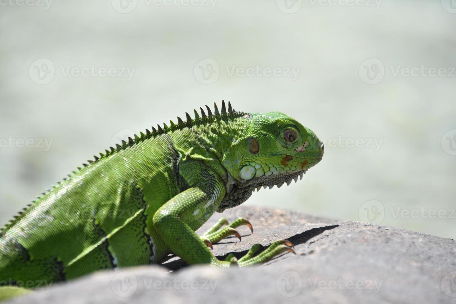 Spines Running Down the Ridge of the Iguanas Back photo