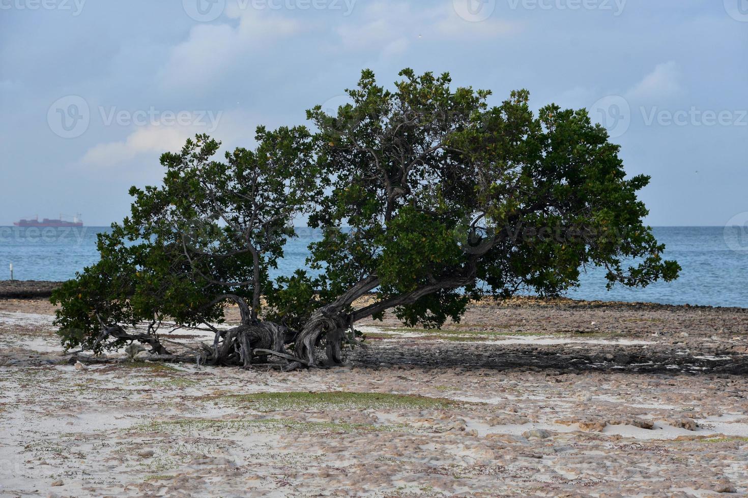 Gnarled Watapana Tree Along the Coast of Aruba photo