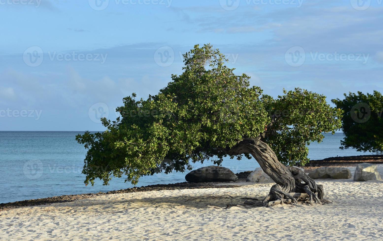 Wind Blown Divi Tree on a White Sand Beach photo