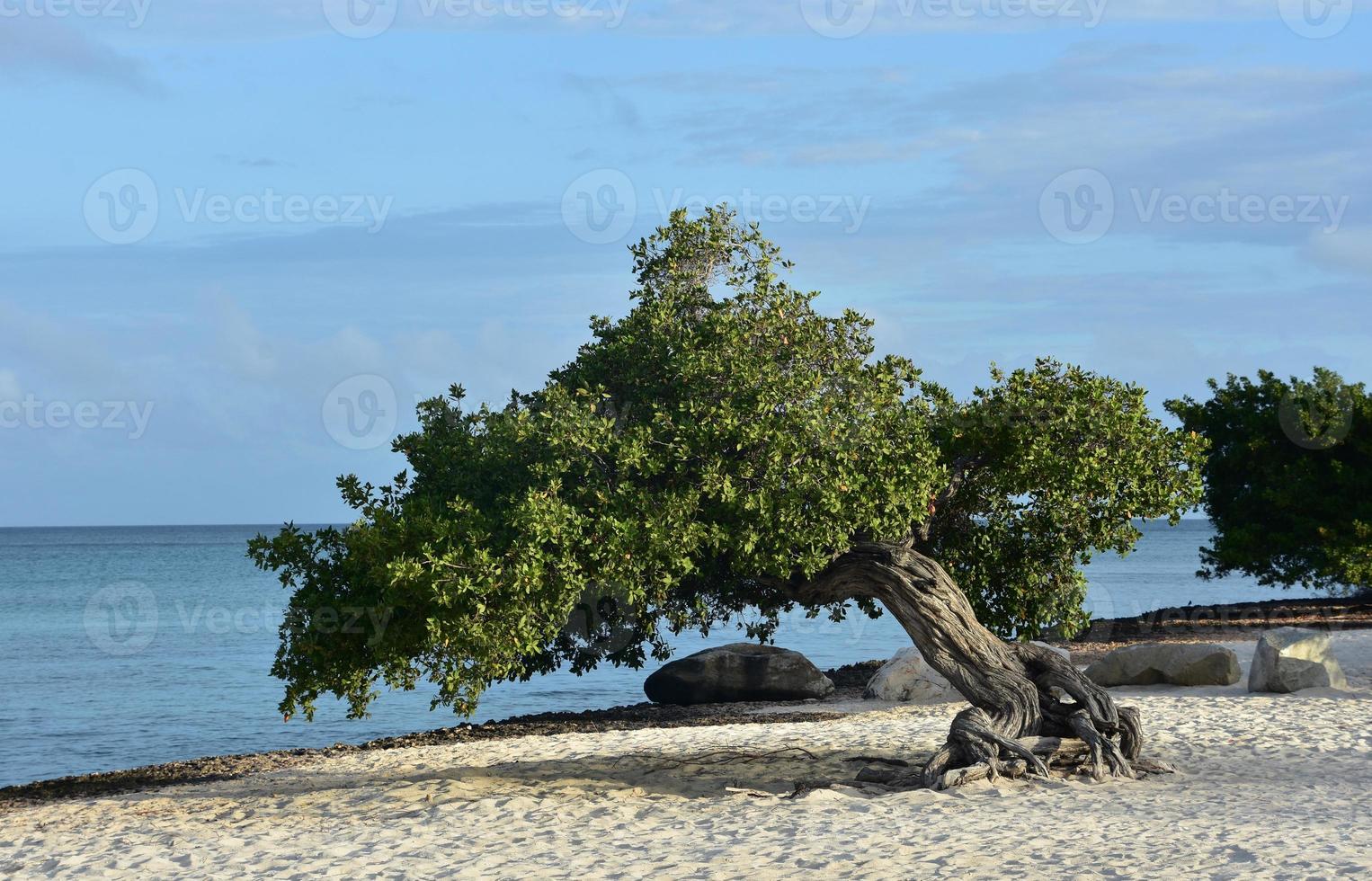 Sun Shining on the Leaves of a Divi Tree photo