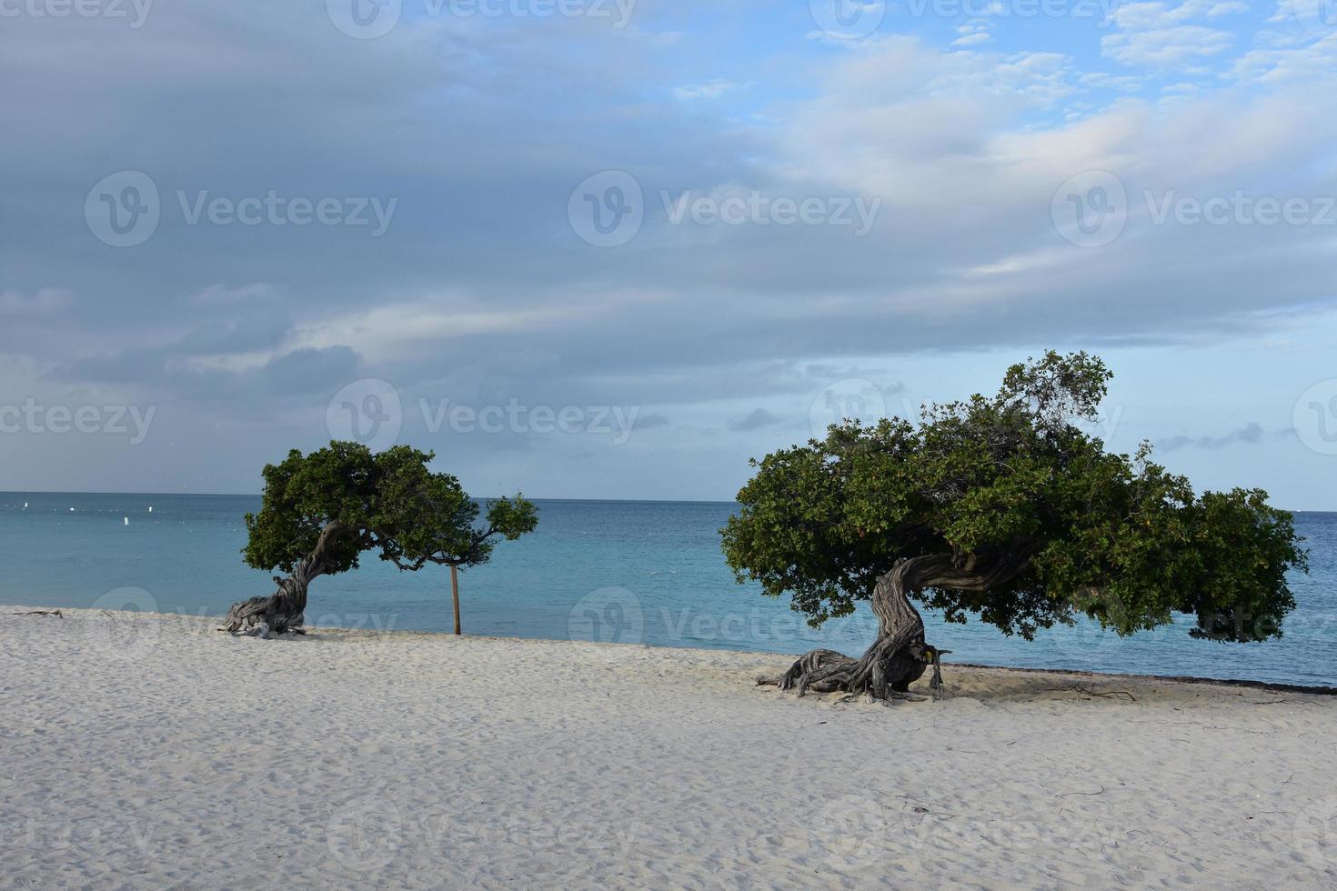 par de árboles divi en eagle beach foto