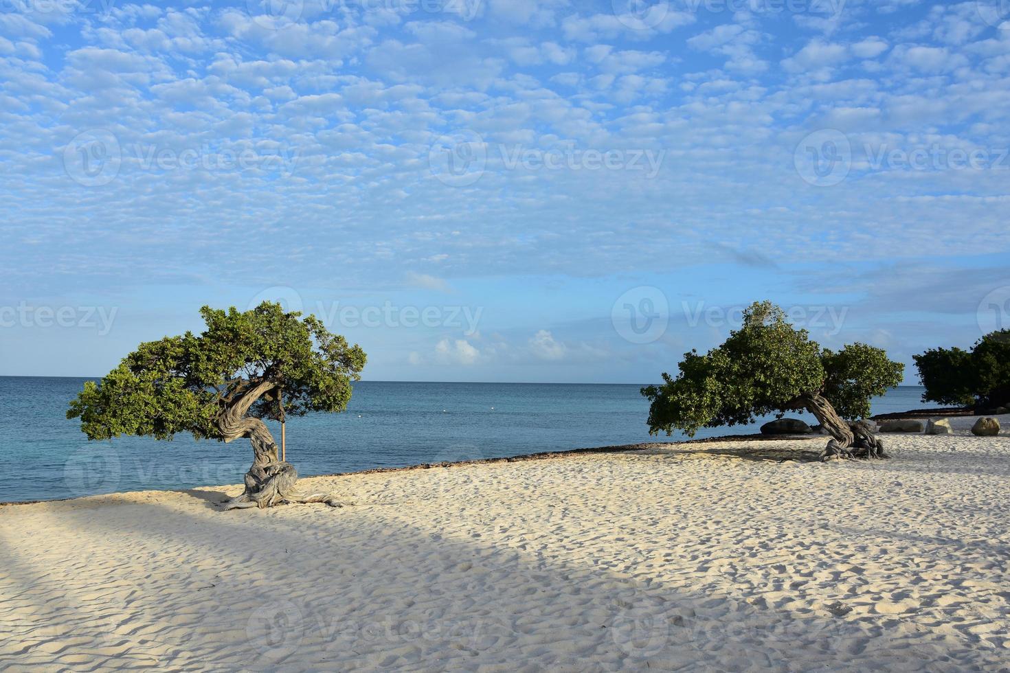 vista panorámica de la costa de aruba con árboles divi foto