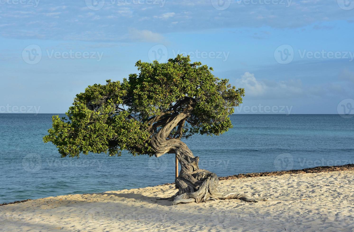 Sun Rising Over a Divi Divi Tree photo