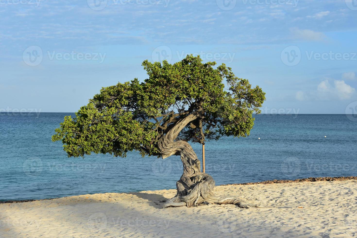 Stunning Divi Tree on the Coast of Aruba photo