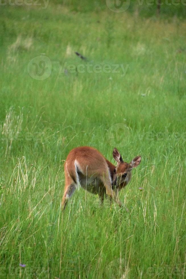 Young White Tailed Deer Itching in a Field photo