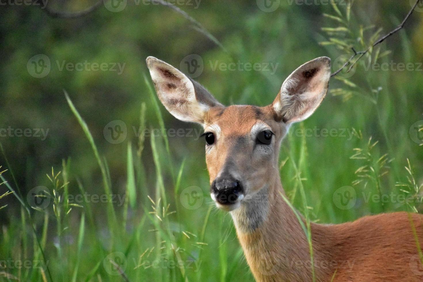 Direct Look into the Face of a Deer photo