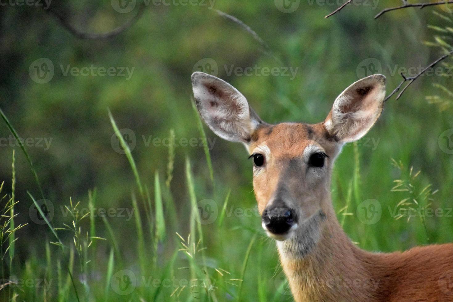 Looking into the Sweet Face of a Young Doe photo