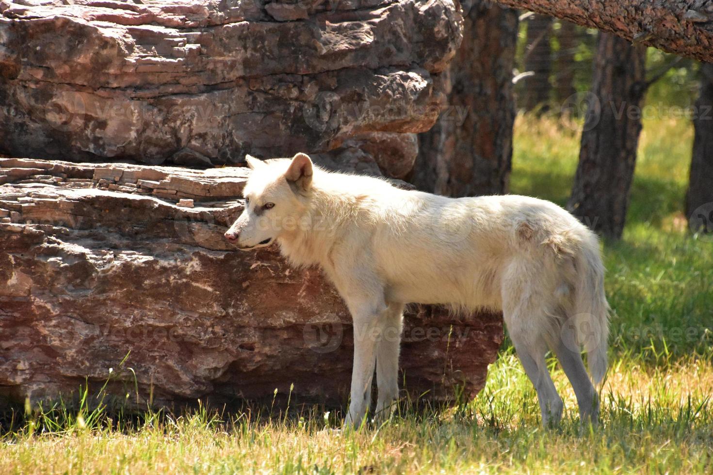 Attentive White Wolf Standing Beside a Rock photo