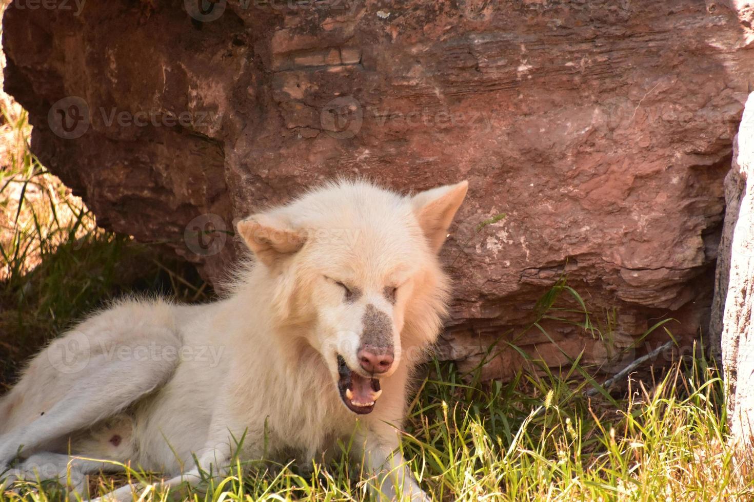 Yawning White Timber Wolf Resting in the Shade photo