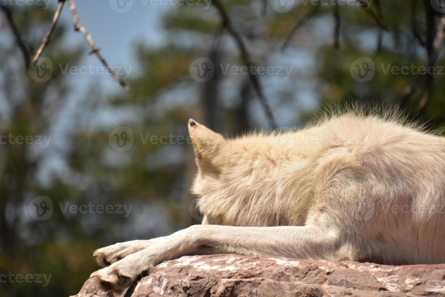 Beautiful White Wolf Resting on a Rock photo