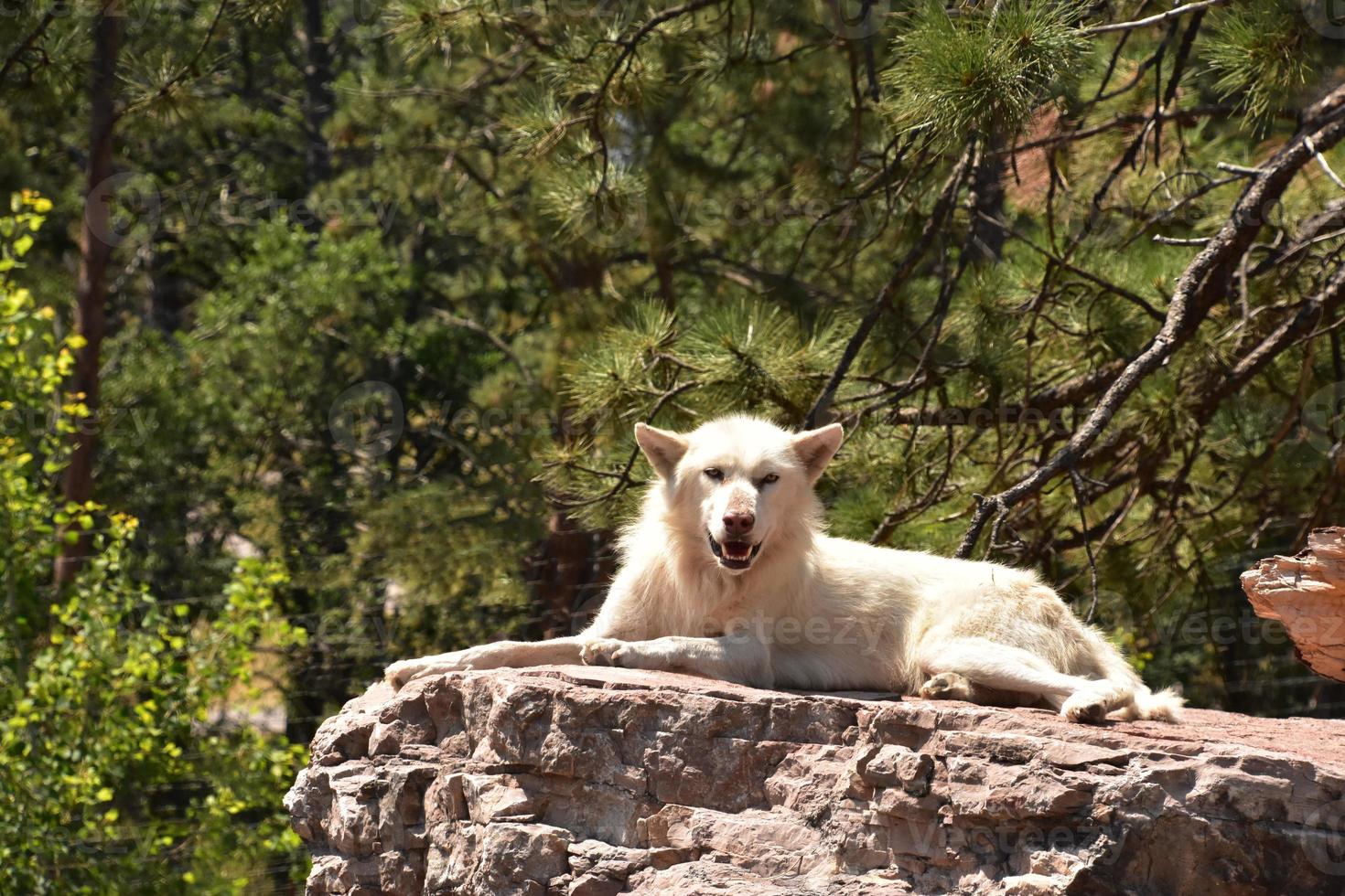 lobo de madera alerta y atento en una roca foto