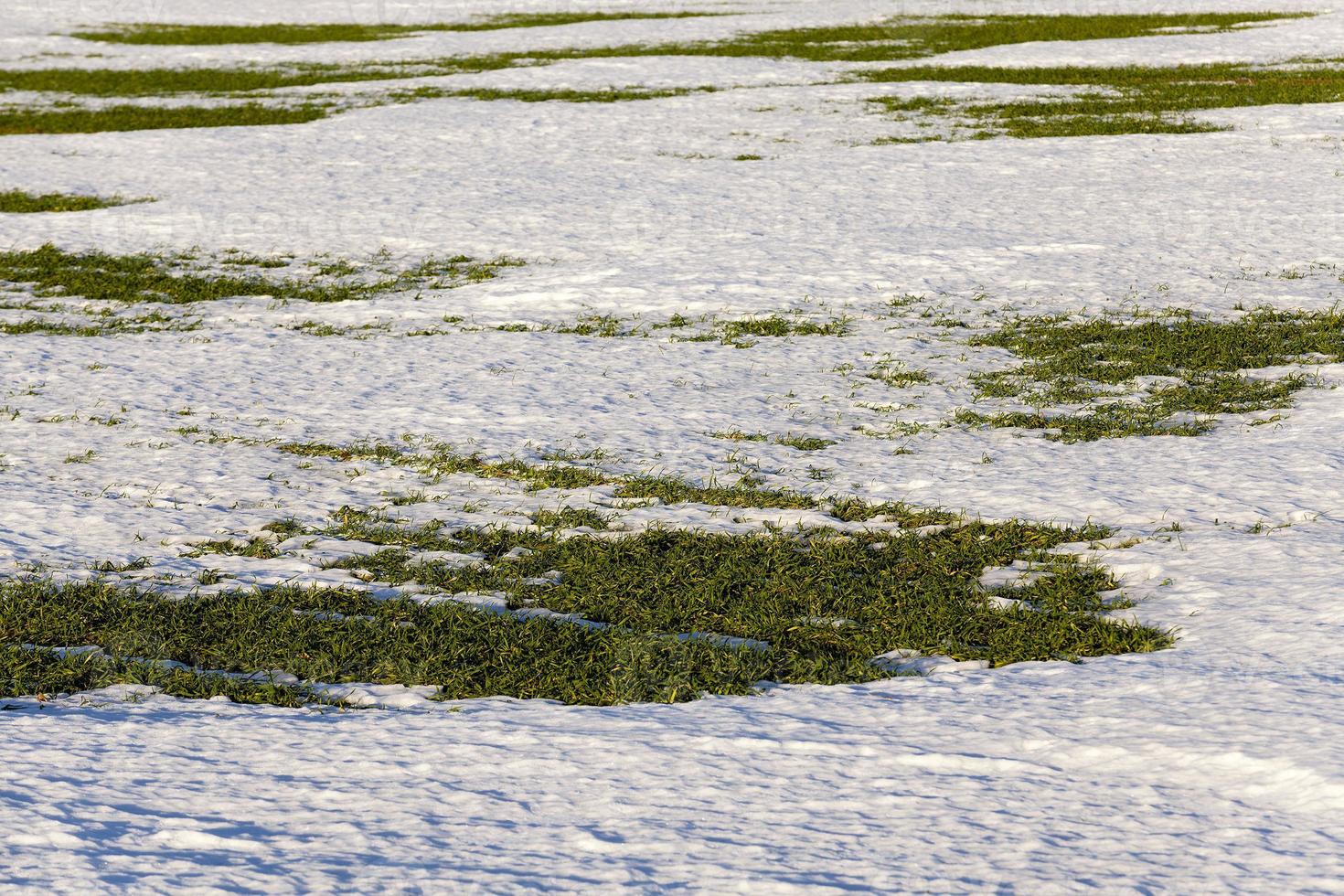 sprouts of winter wheat photo