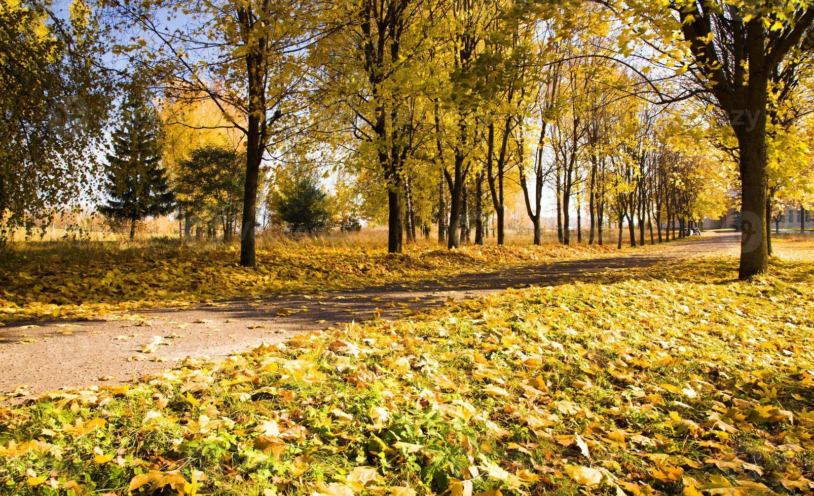 camino en el otoño foto