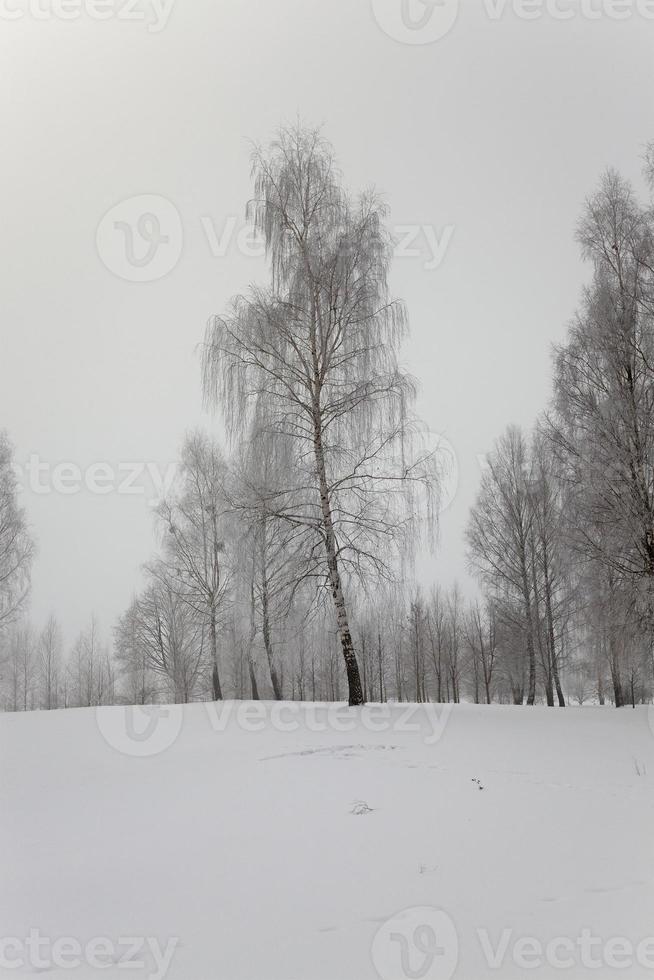 trees in the winter - trees in a winter season. after  snowfall photo