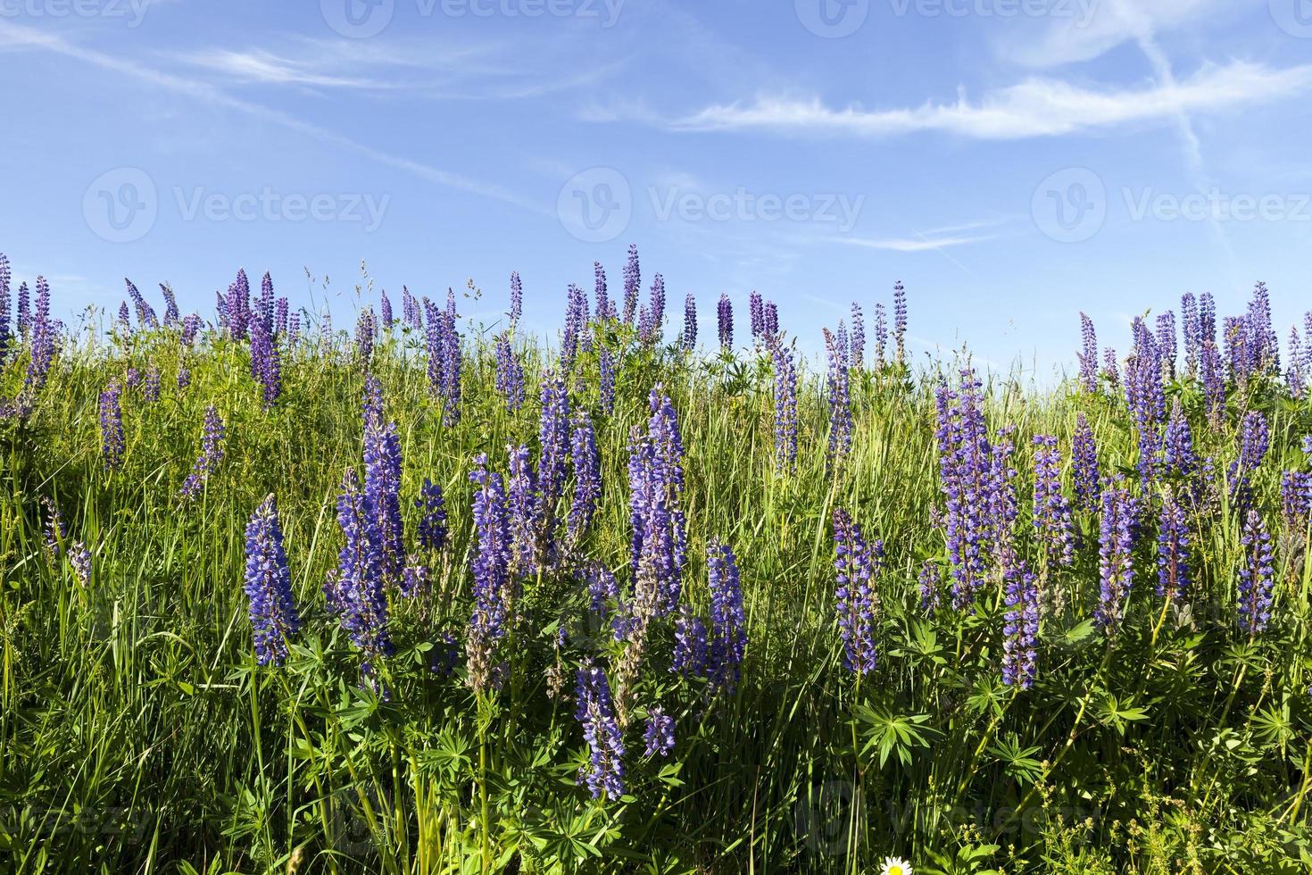 spring landscape on a meadow photo