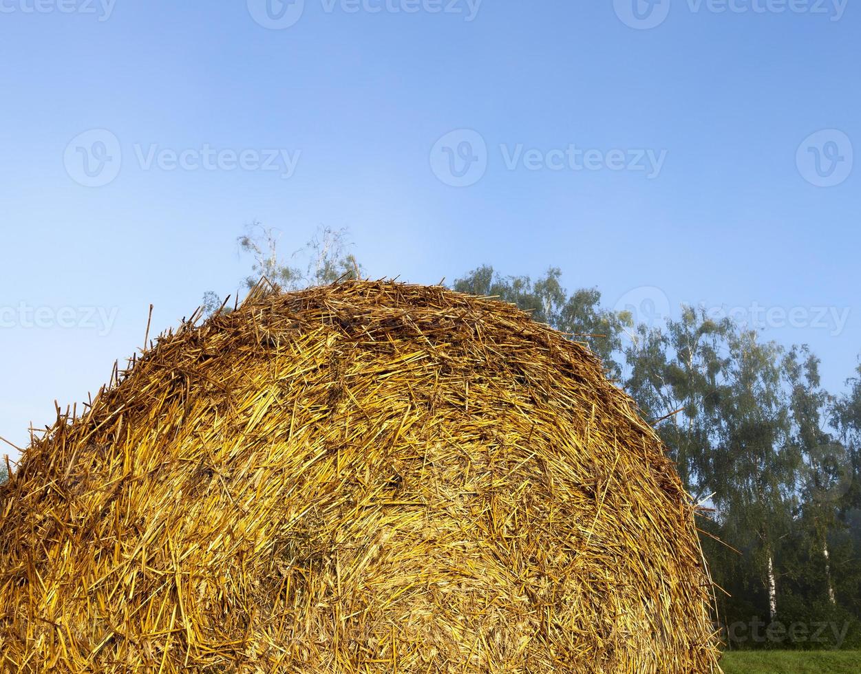 stack of straw photo