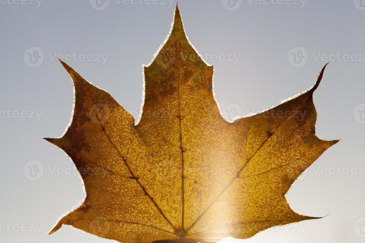 Yellowed foliage, close up photo