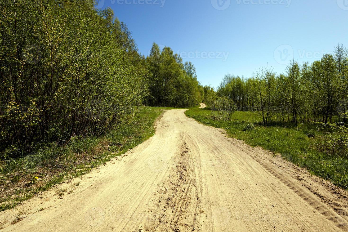 Dirt road in the forest photo