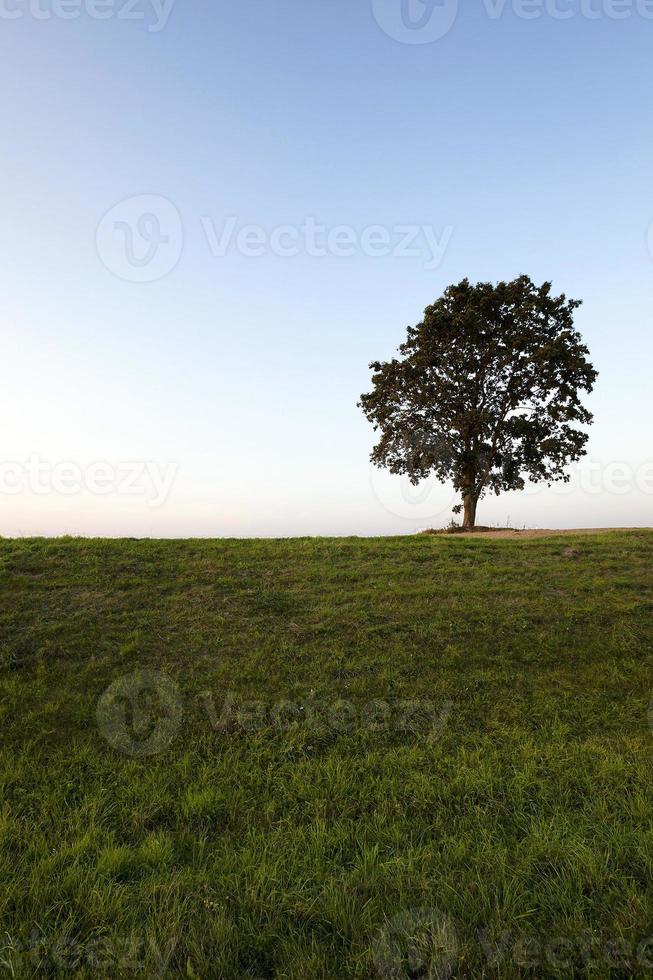 tree on the hill photo