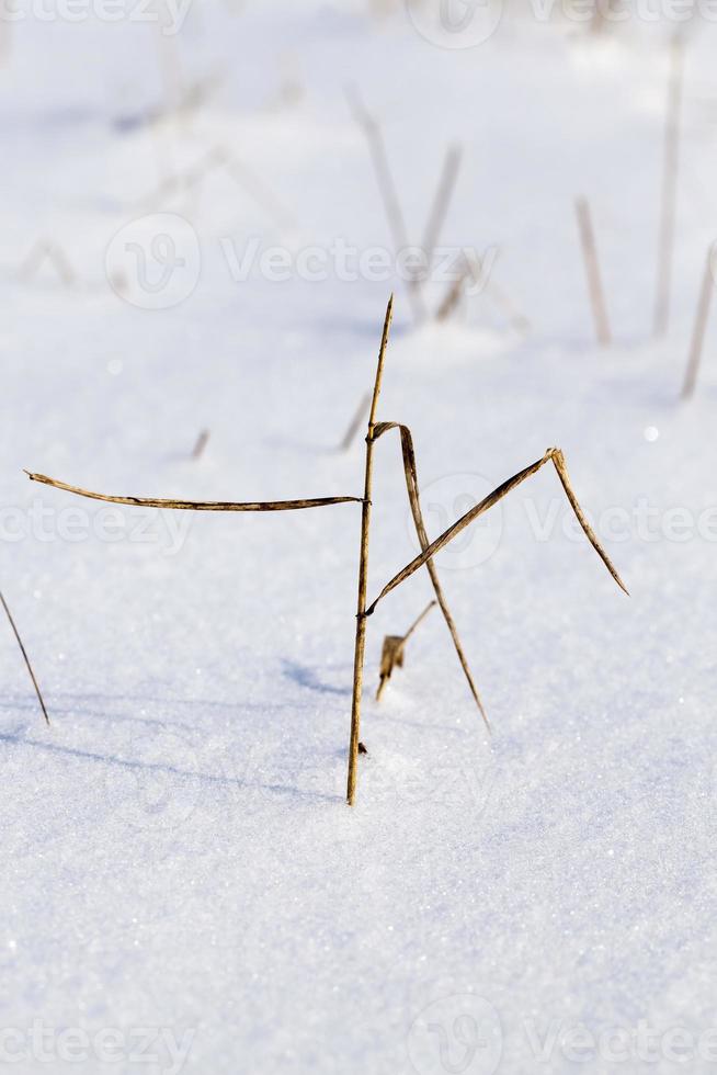 pegando tallos de nieve foto