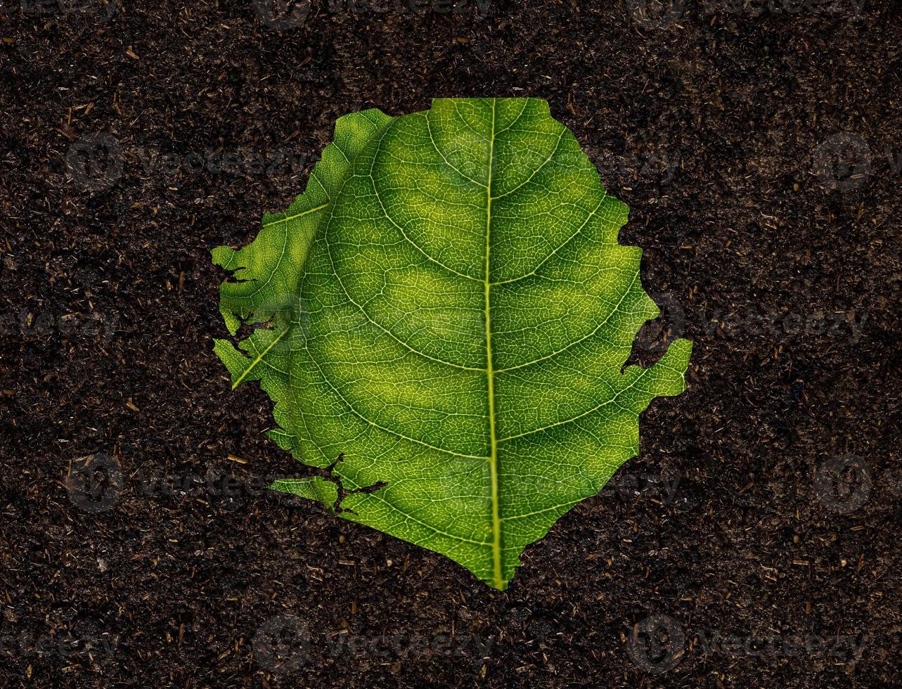 Sierra Leone map made of green leaves on soil background ecology concept photo