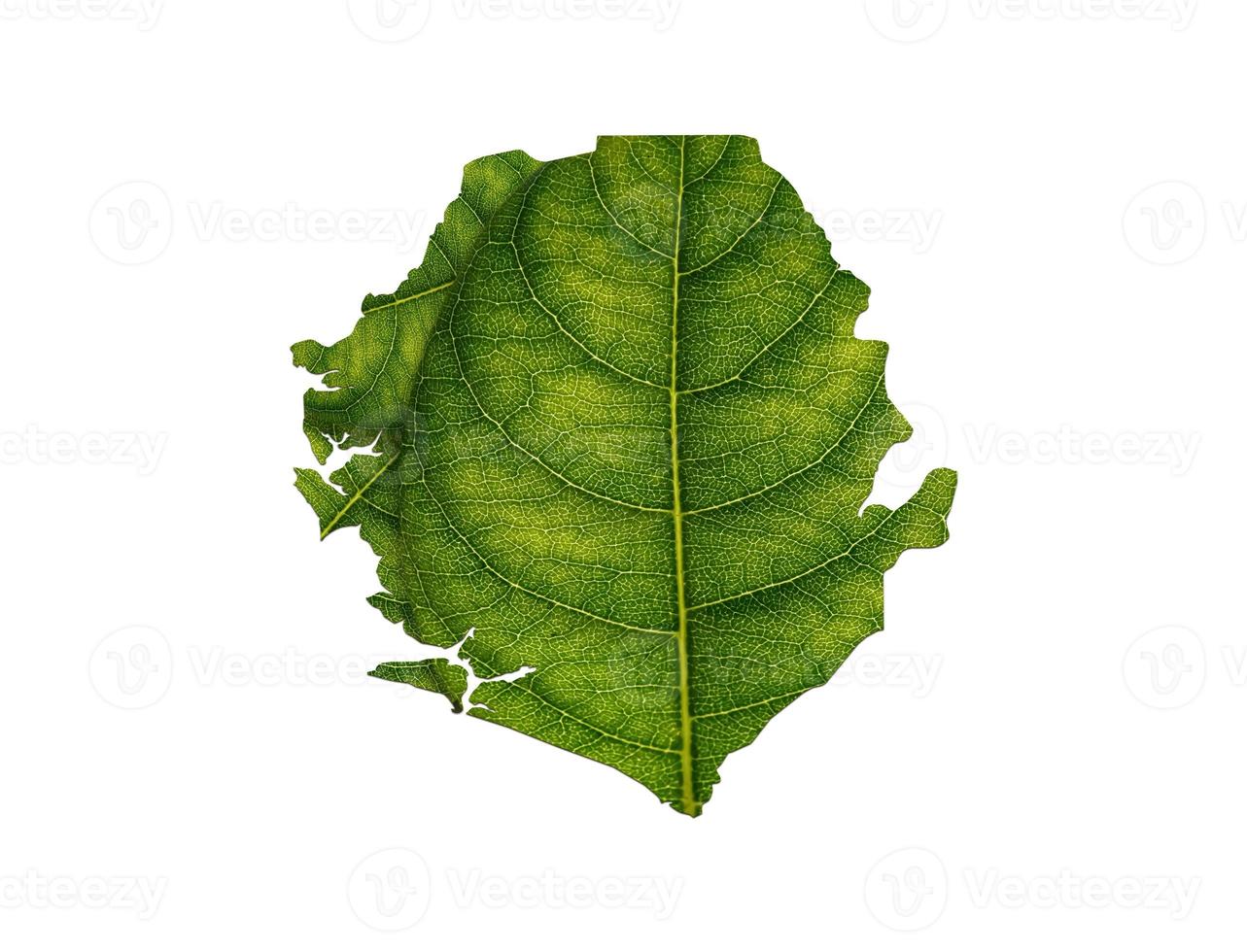Sierra Leone map made of green leaves on soil background ecology concept photo