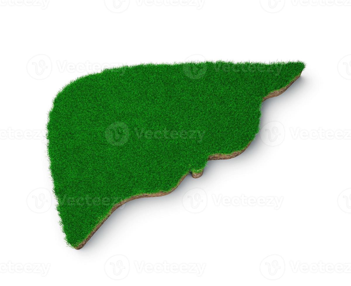 Liver shape made of green grass and Rock ground texture cross section with 3d illustration photo