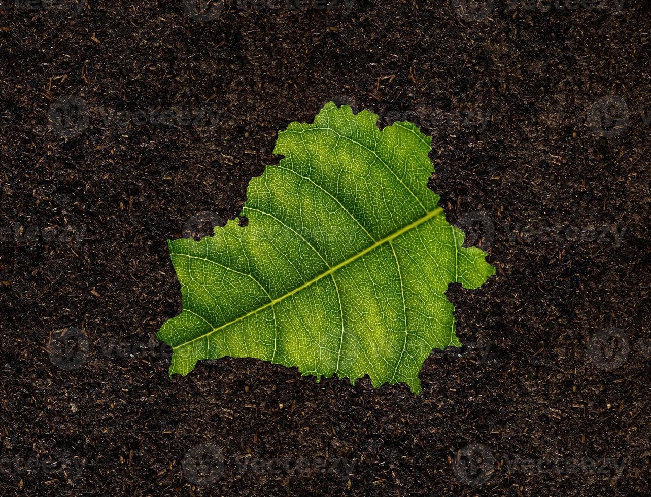 Belarus map made of green leaves, concept ecology Map green leaf on soil background photo