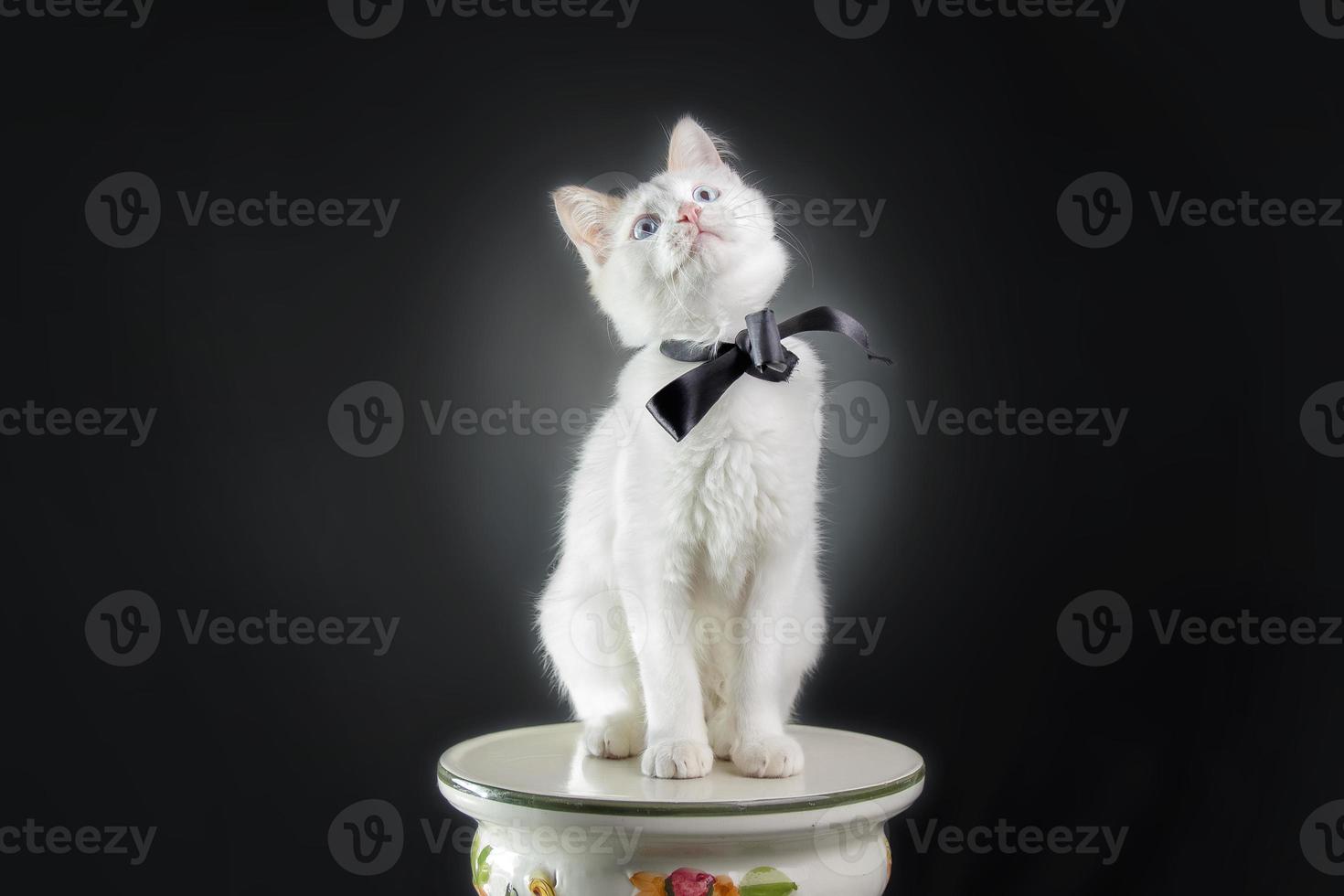 Cat sitting down photo