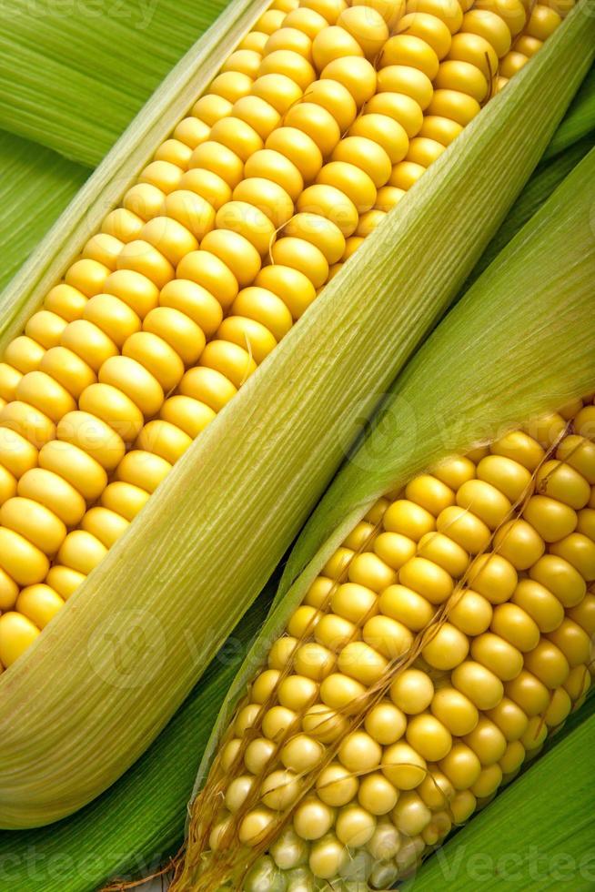Corn and cob photo