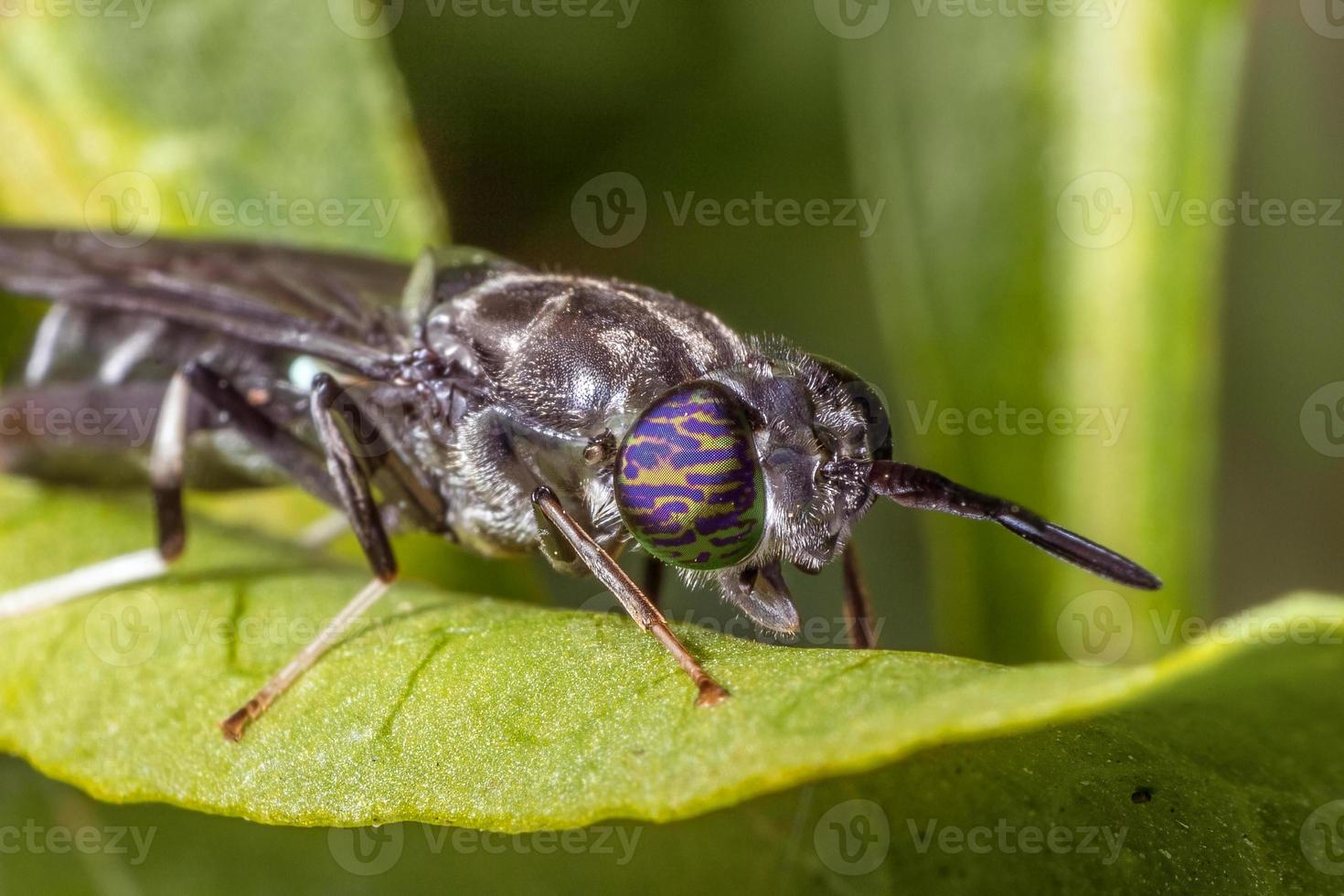 Insect on leaf photo